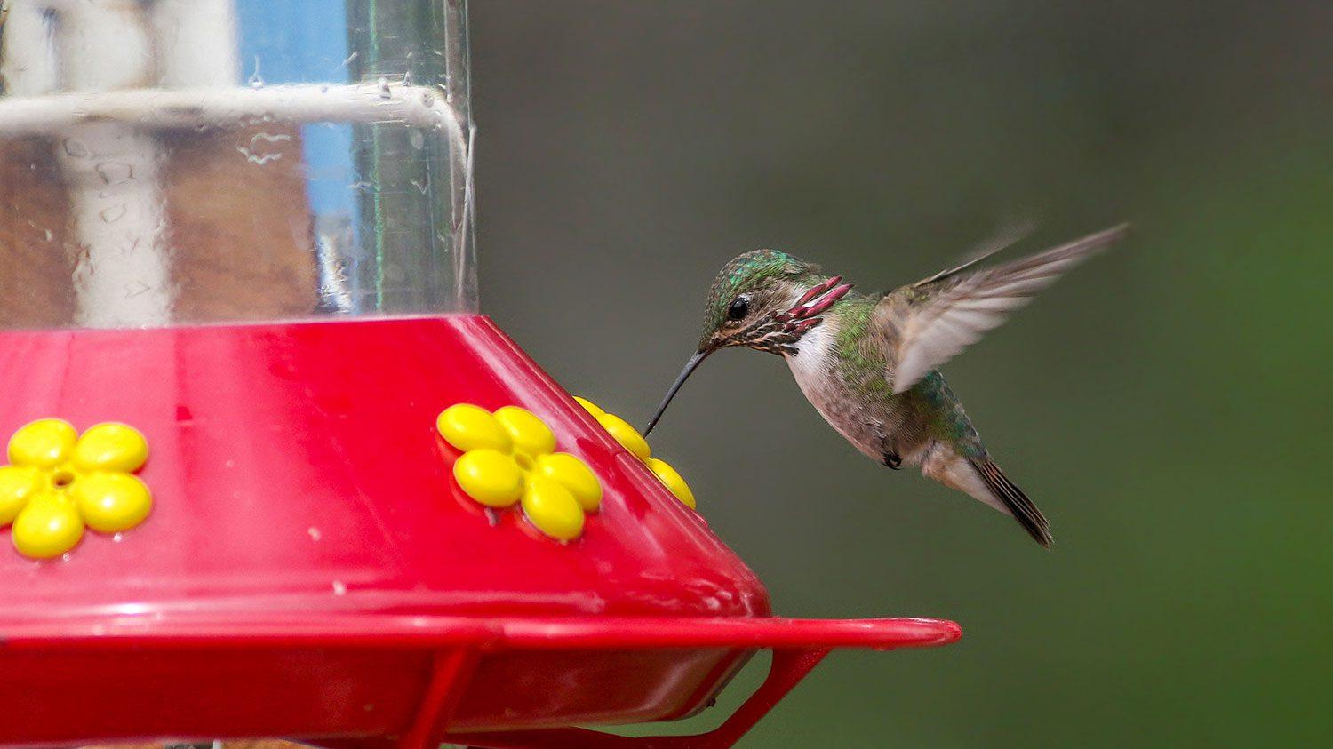 Hummingbirds - Valley Ace Hardware